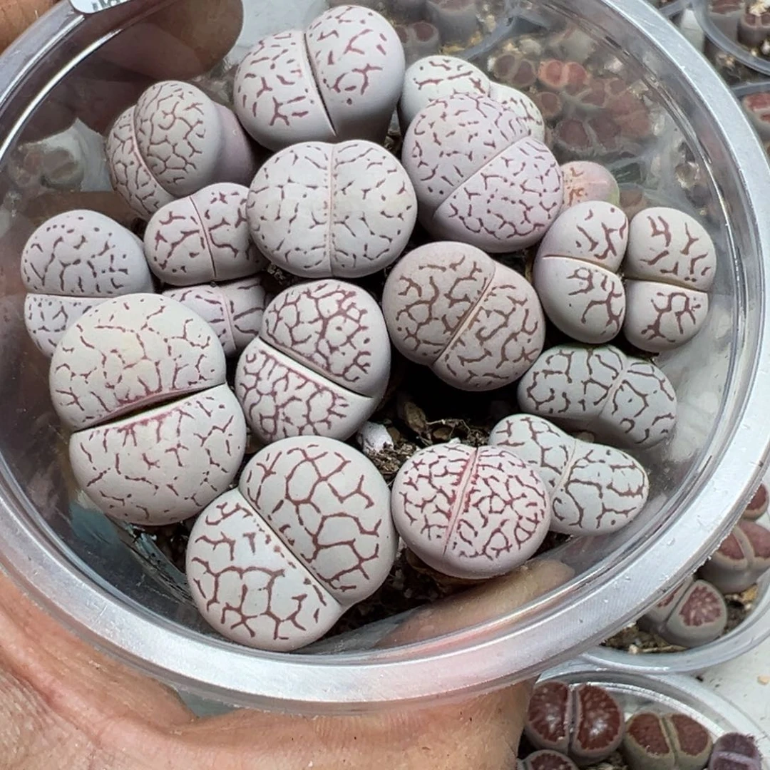 【闪购商品】 033。