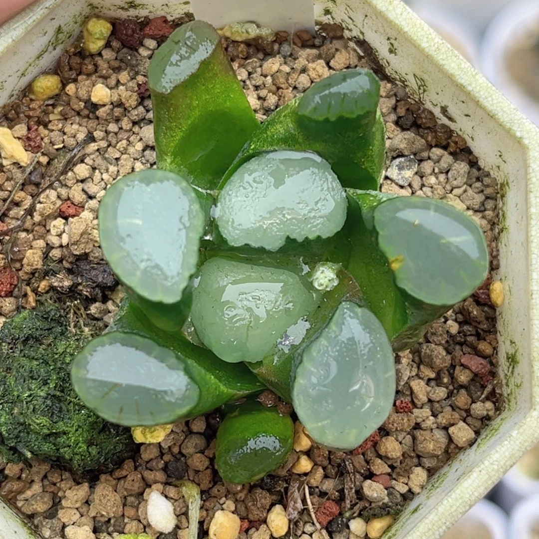 53紫镜万象福利专场