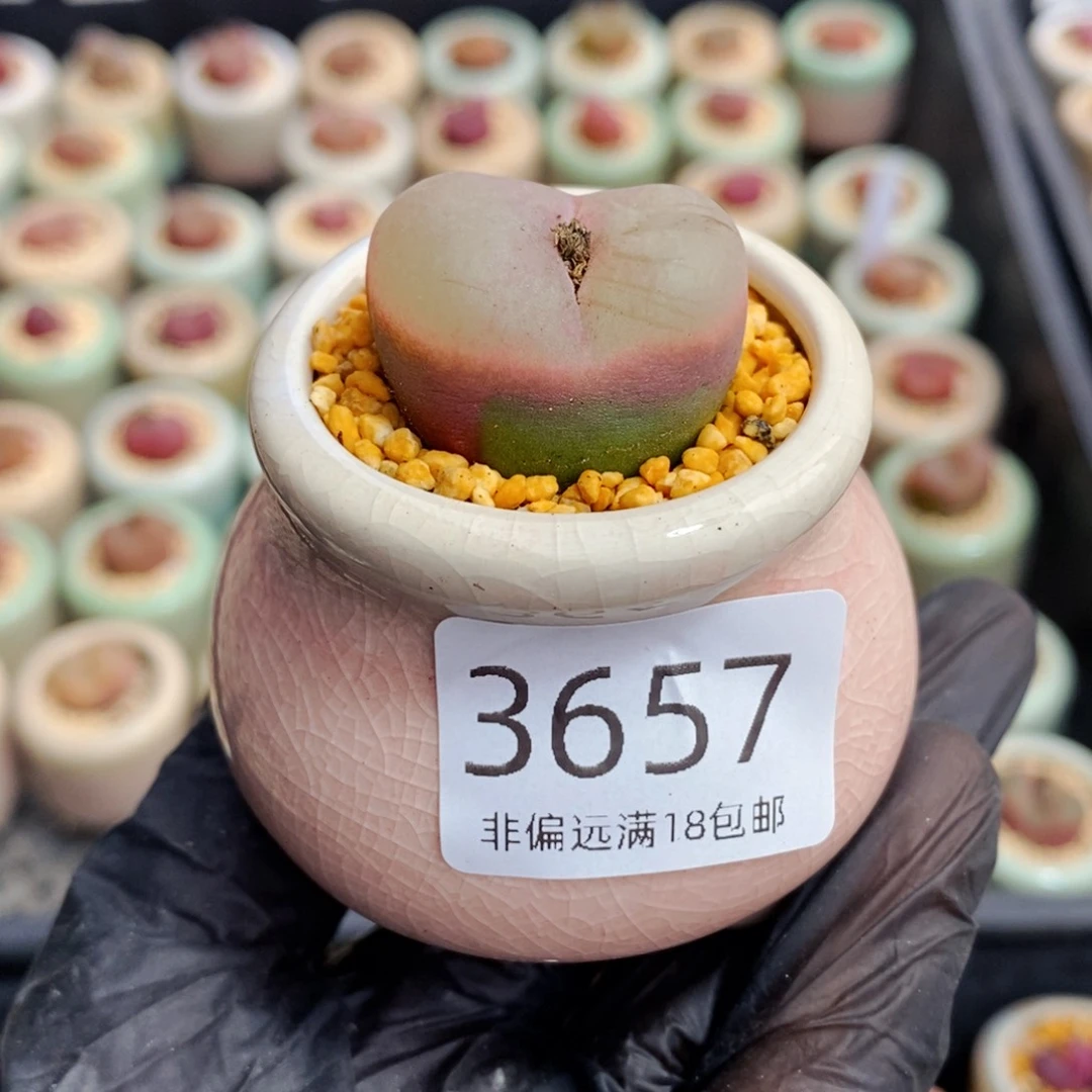 3657-一物一拍 带盆