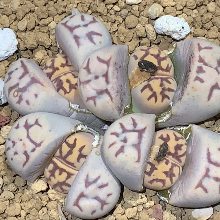 精品多肉植物佐罗4头