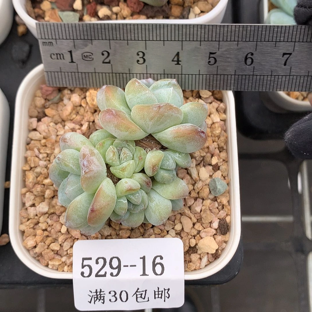 16。翡翠冰玉八头潜力股。