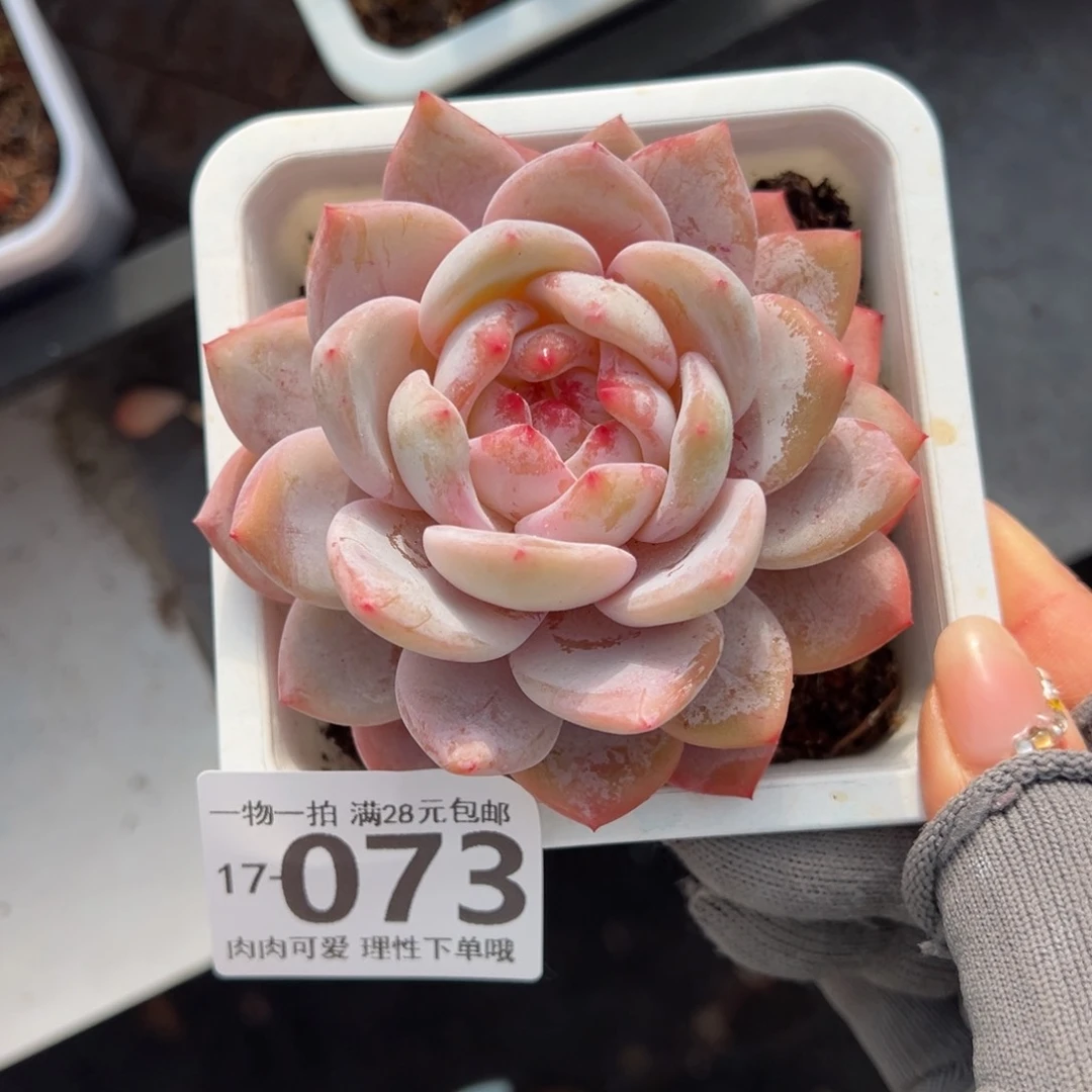 橙梦露多肉多肉多肉多肉