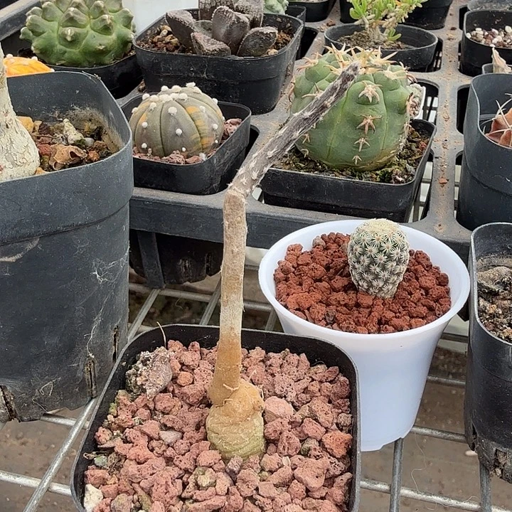 黑龙块根单头1仙人球