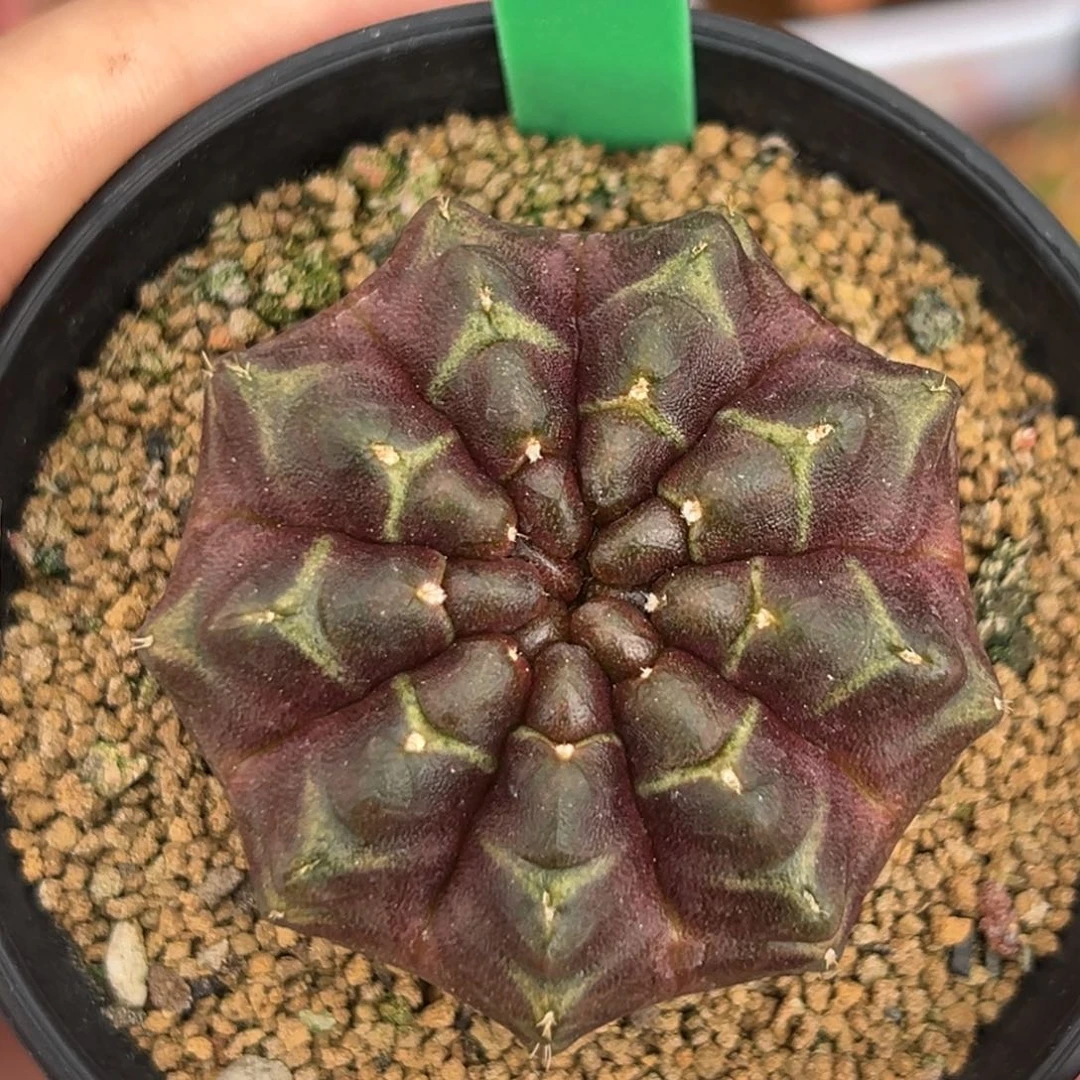 泰系实生乌贼梦想H56