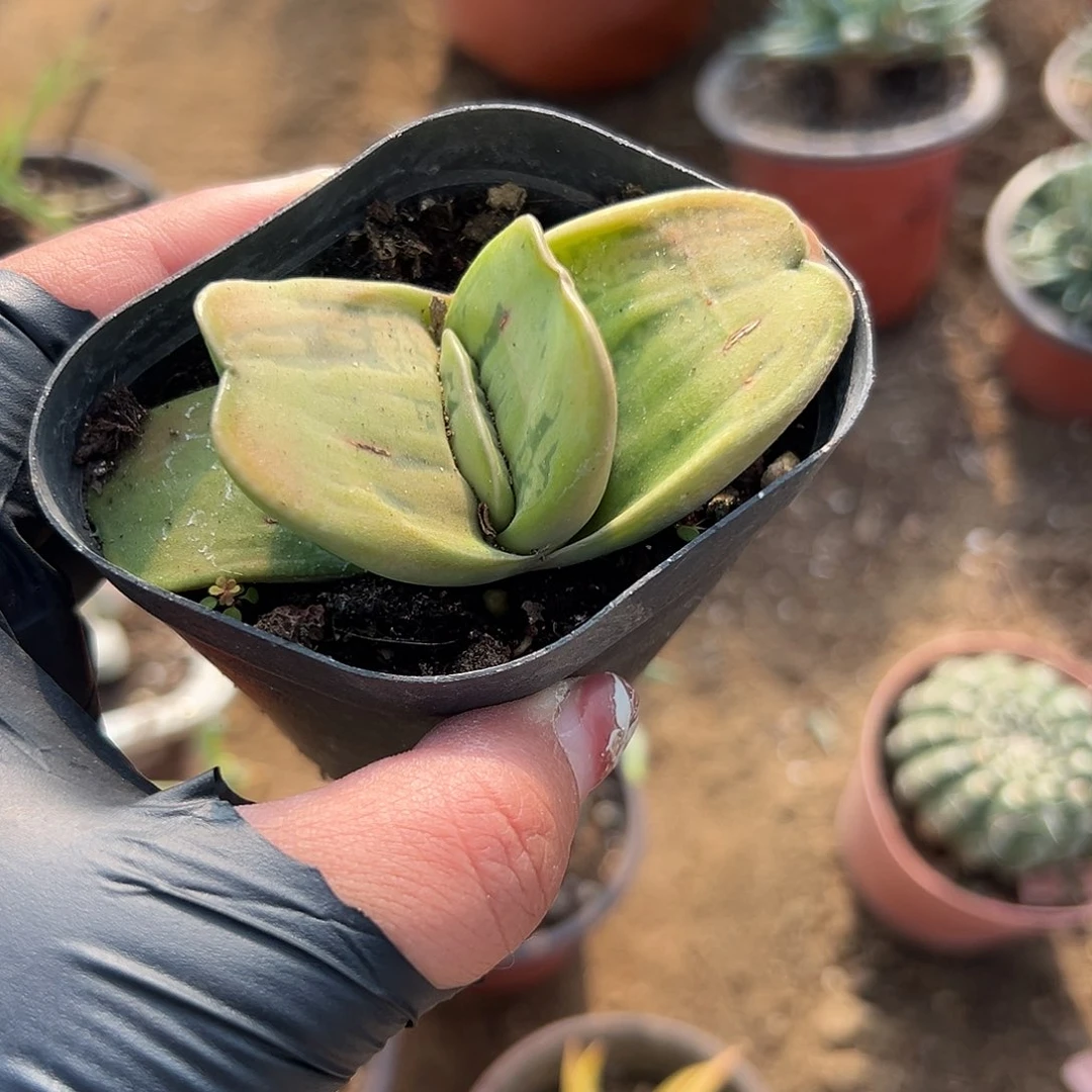 闹***心多肉植物蜗牛单头