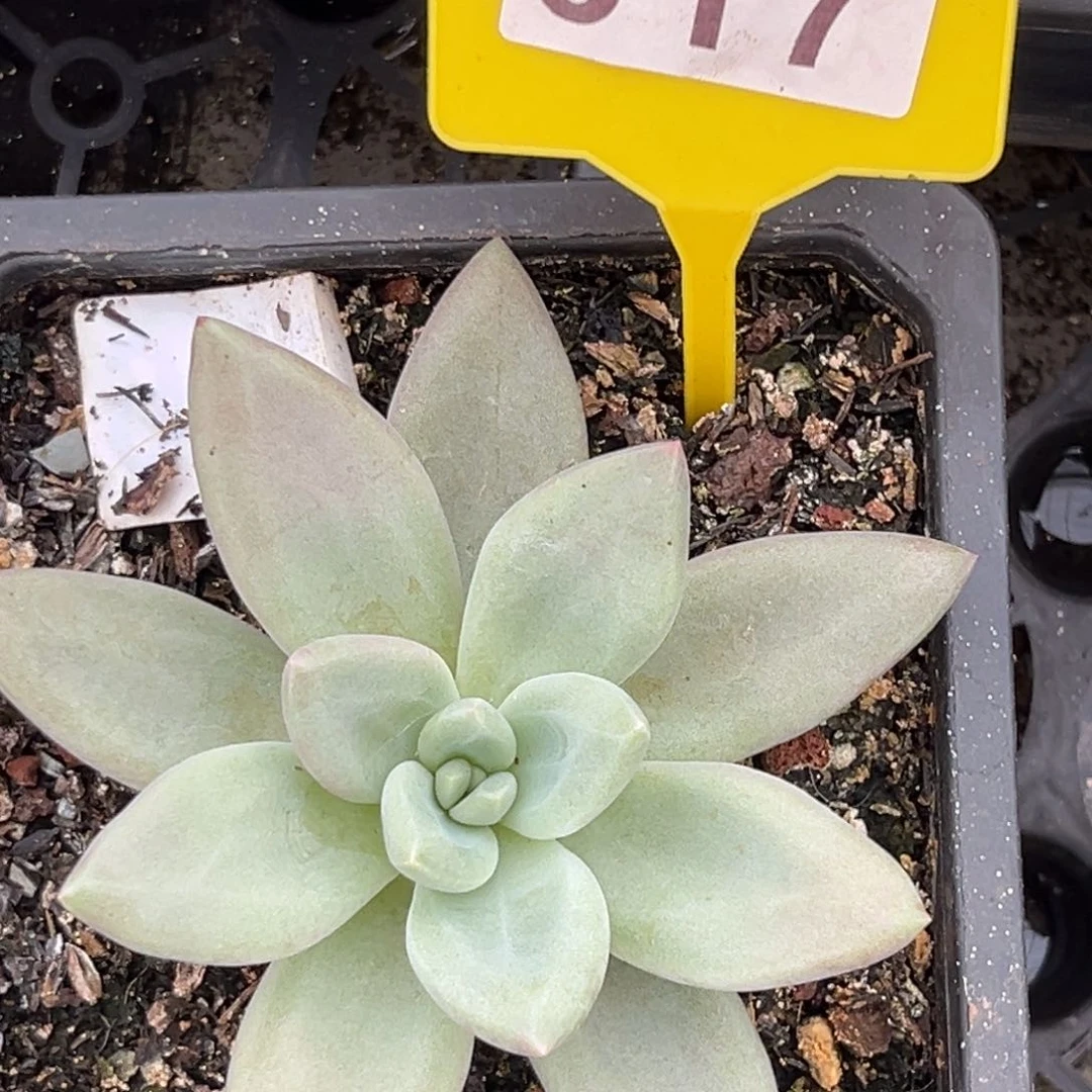 多肉植物赫本鲁斯617