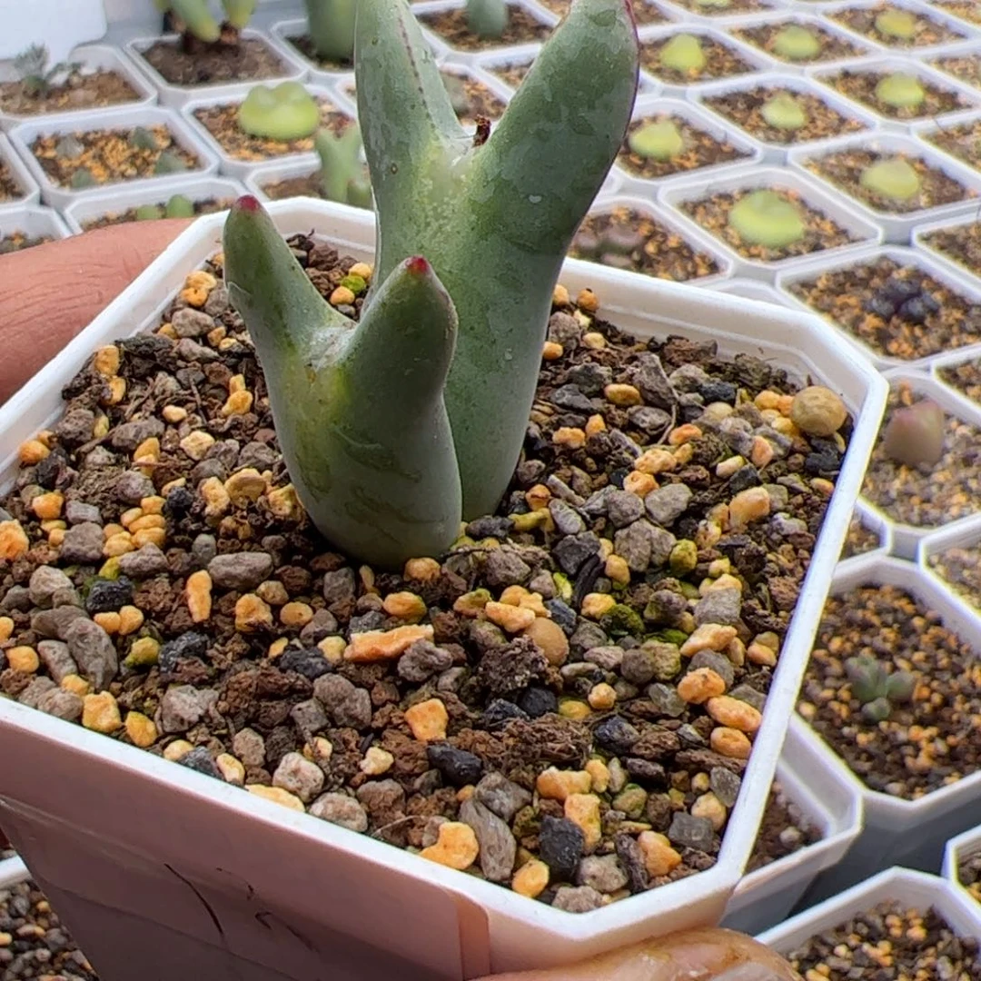 12.17皮卡丘多肉植物13