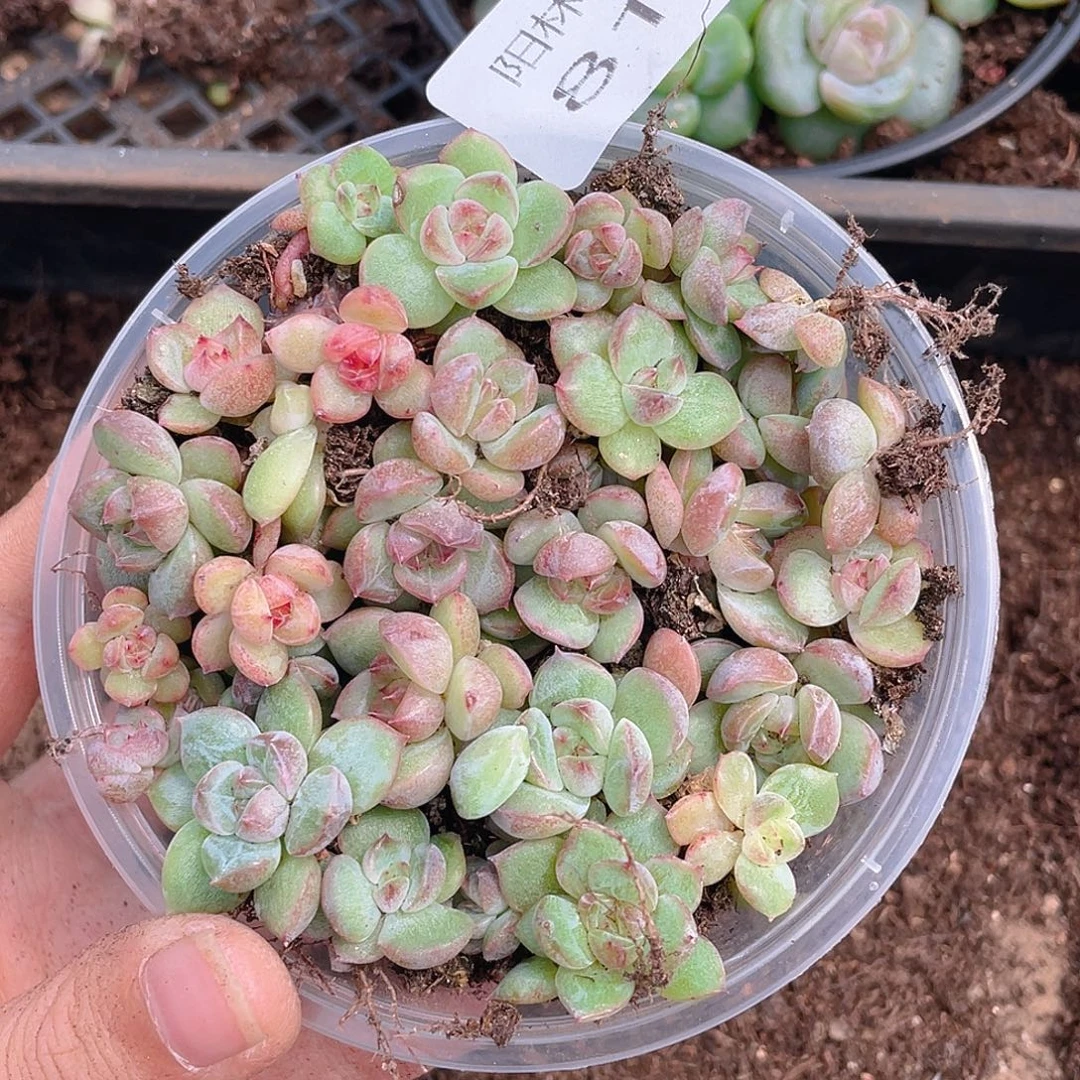 多肉植物多肉植物810