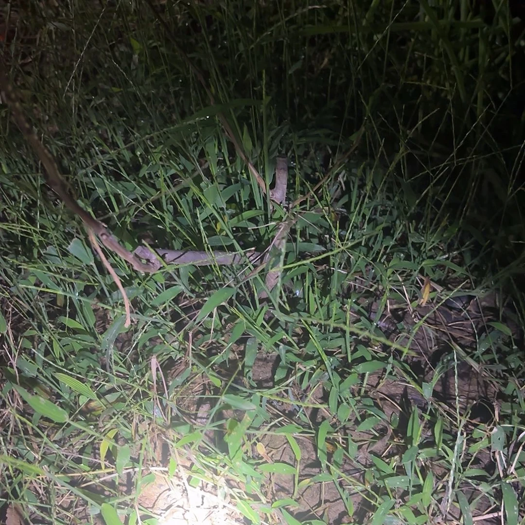 完全开放五颗小东阳景