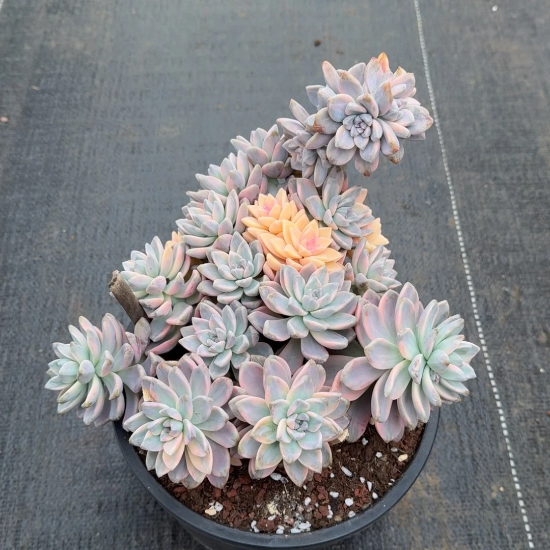 淡雪锦群锦上园艺一物一拍