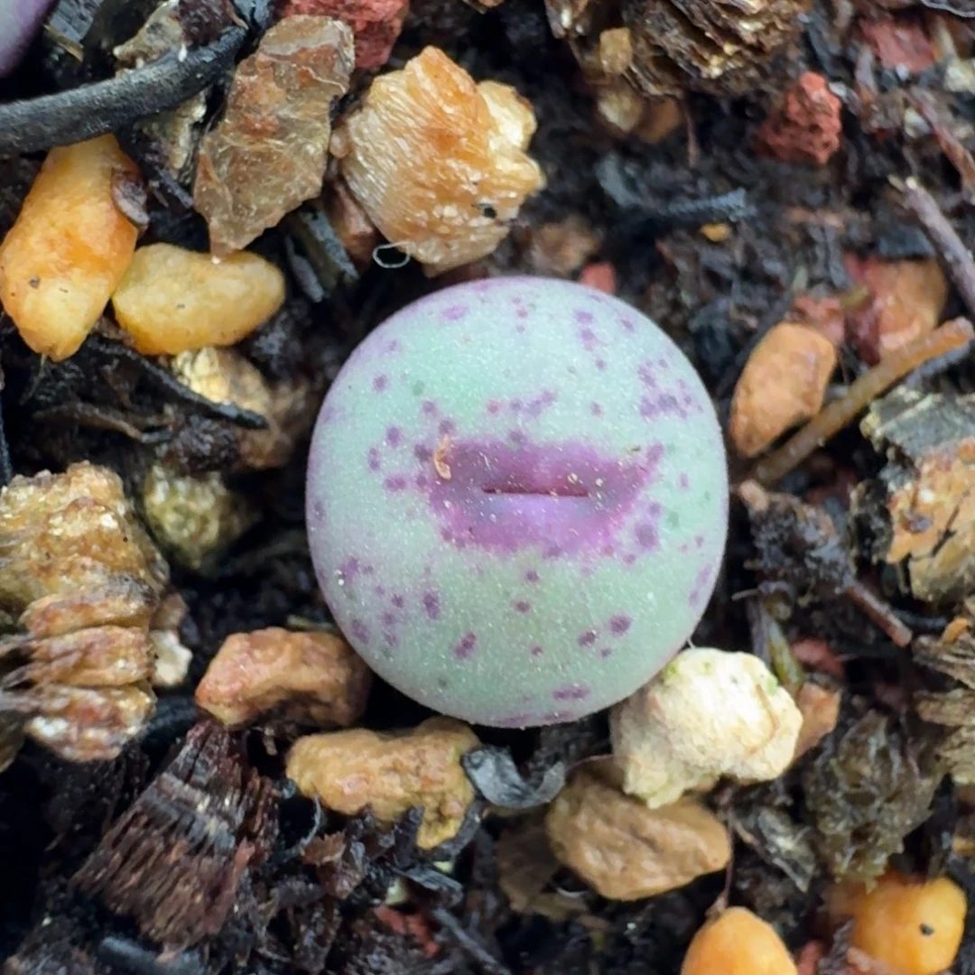 187脱土发货1380小红嘴