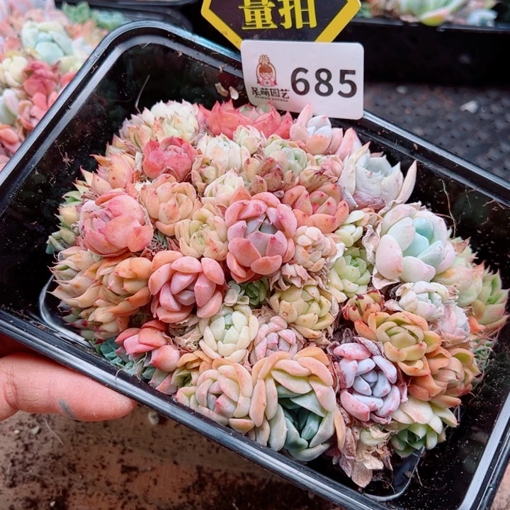 多肉植物多肉植物