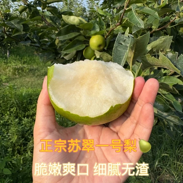 【顺丰包邮】正宗苏翠一号梨脆嫩多汁皮薄肉厚细腻无渣现摘现发