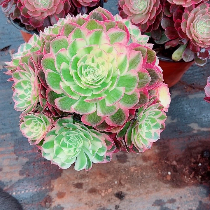 粉玉芙蓉多肉植物大战僵尸