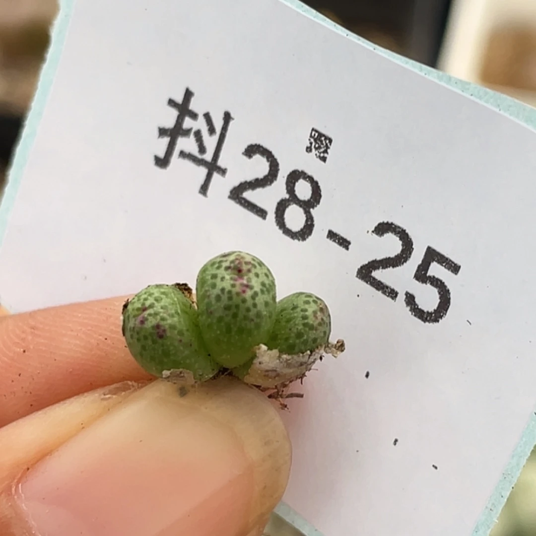 28-25草莓斑马肉锥