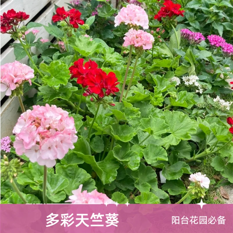 花期从春开到秋的天竺葵0（按颜色下单，两盆包邮）