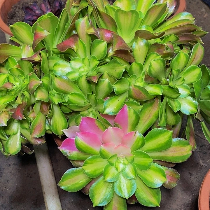 韶华多肉植物法师