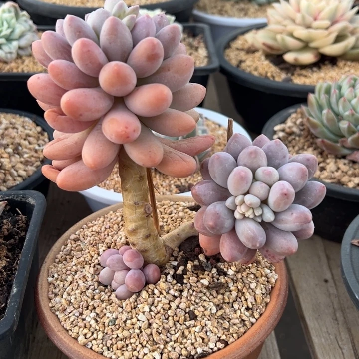 安卓拉美人 阿松多肉