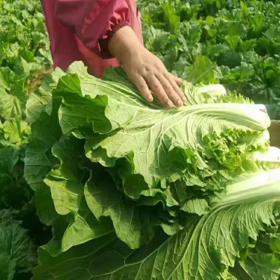 饭包白菜叶种孑东北原叶饭包菜种子打包白菜东北大叶白菜籽蔬菜种