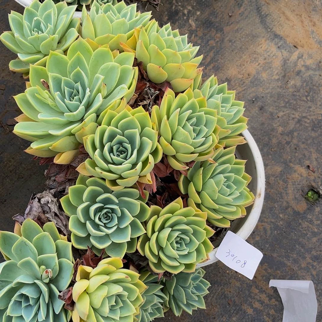 饭****多三色萱30108