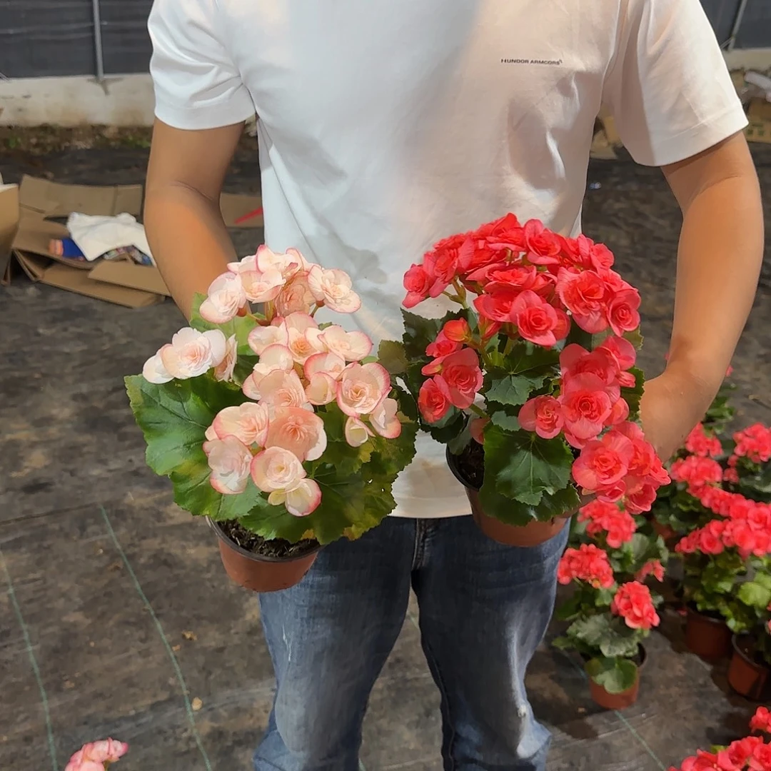 丽格凯米拉➕西瓜，不拍保温冻死不售后