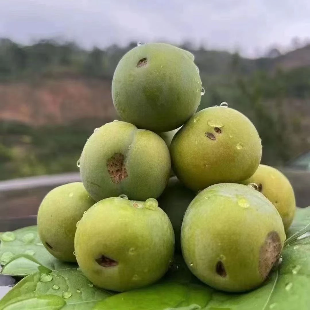 （冰雹果顺丰包邮）正宗贵州六马蜂糖李新鲜水果酸甜可口产地直发