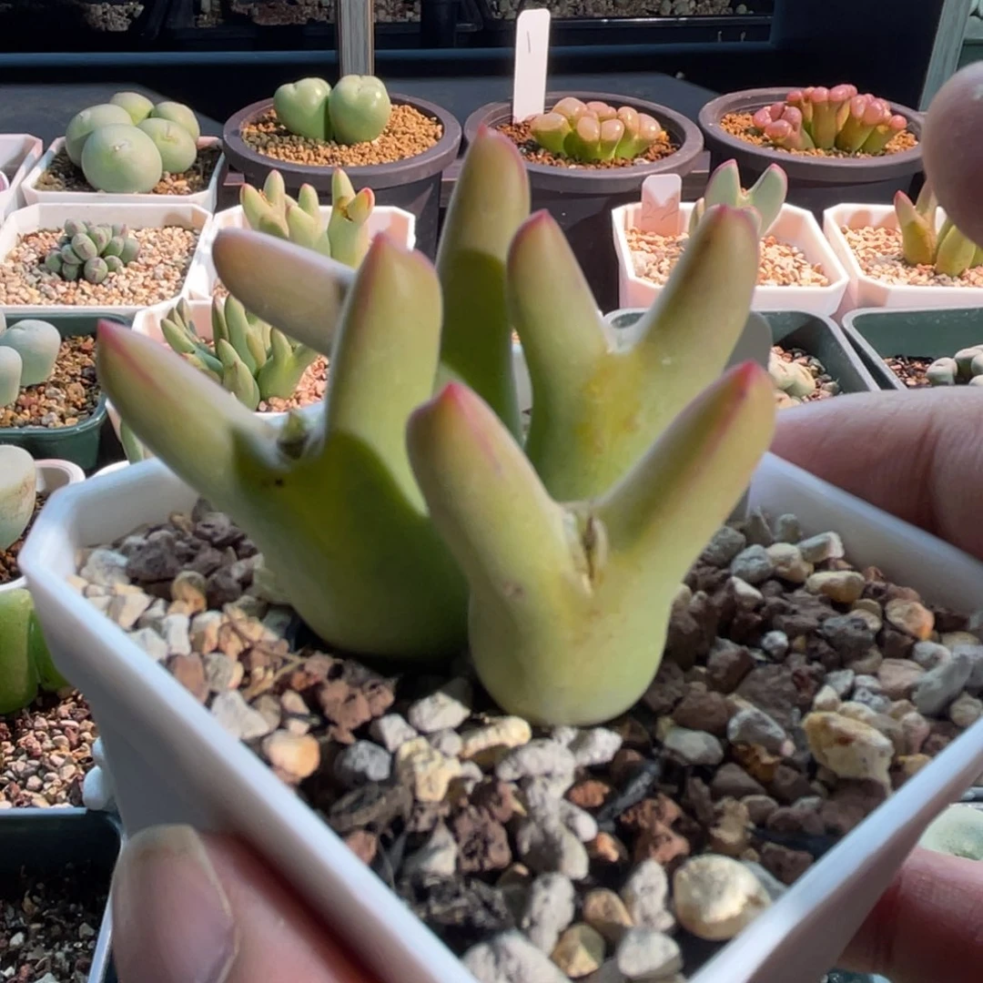 皮卡丘植物一物一拍