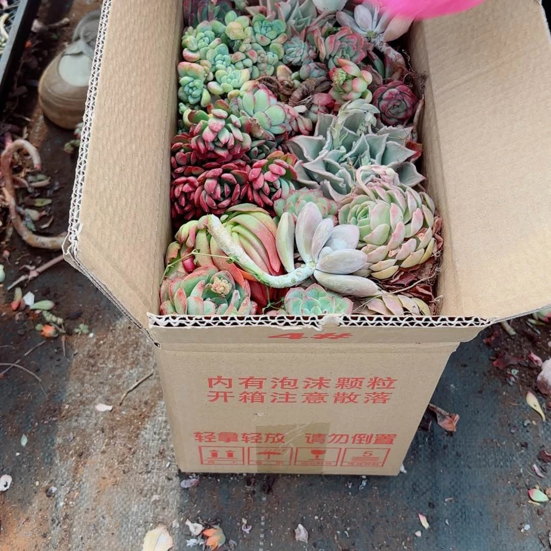 子***孙不售后杂花124