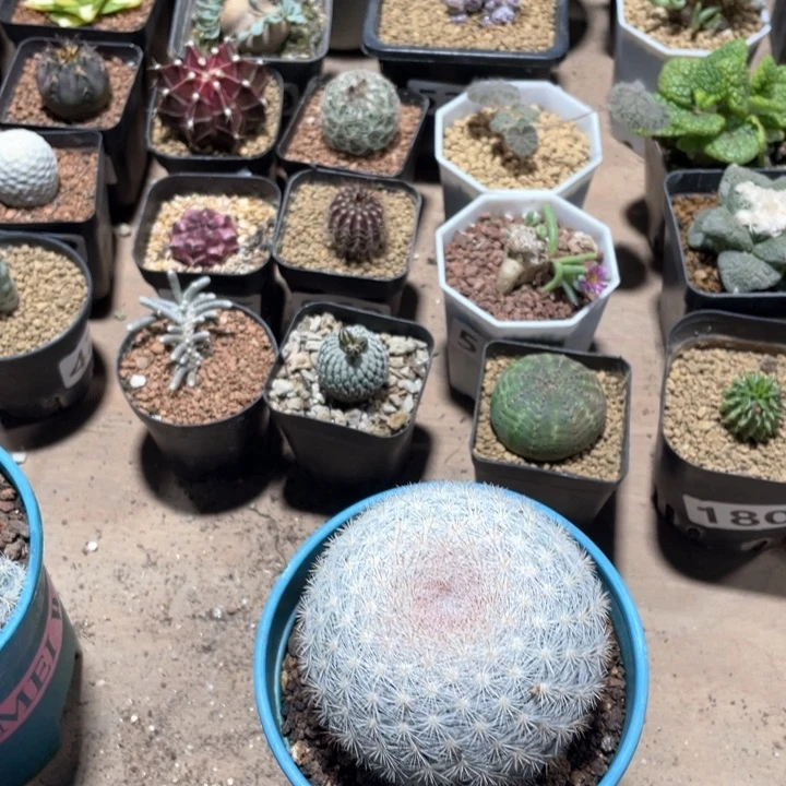 B****t569实生大单头满月