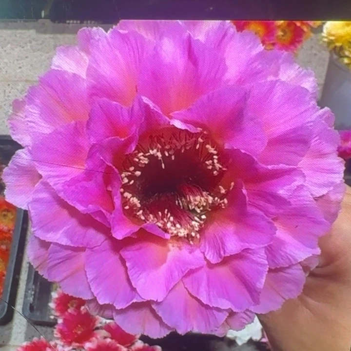 205彩草国色歪4公分左右无根侧牙，20包邮