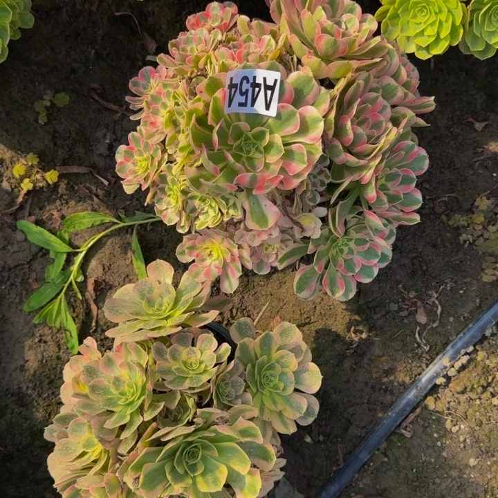 初恋的30-33包邮花花