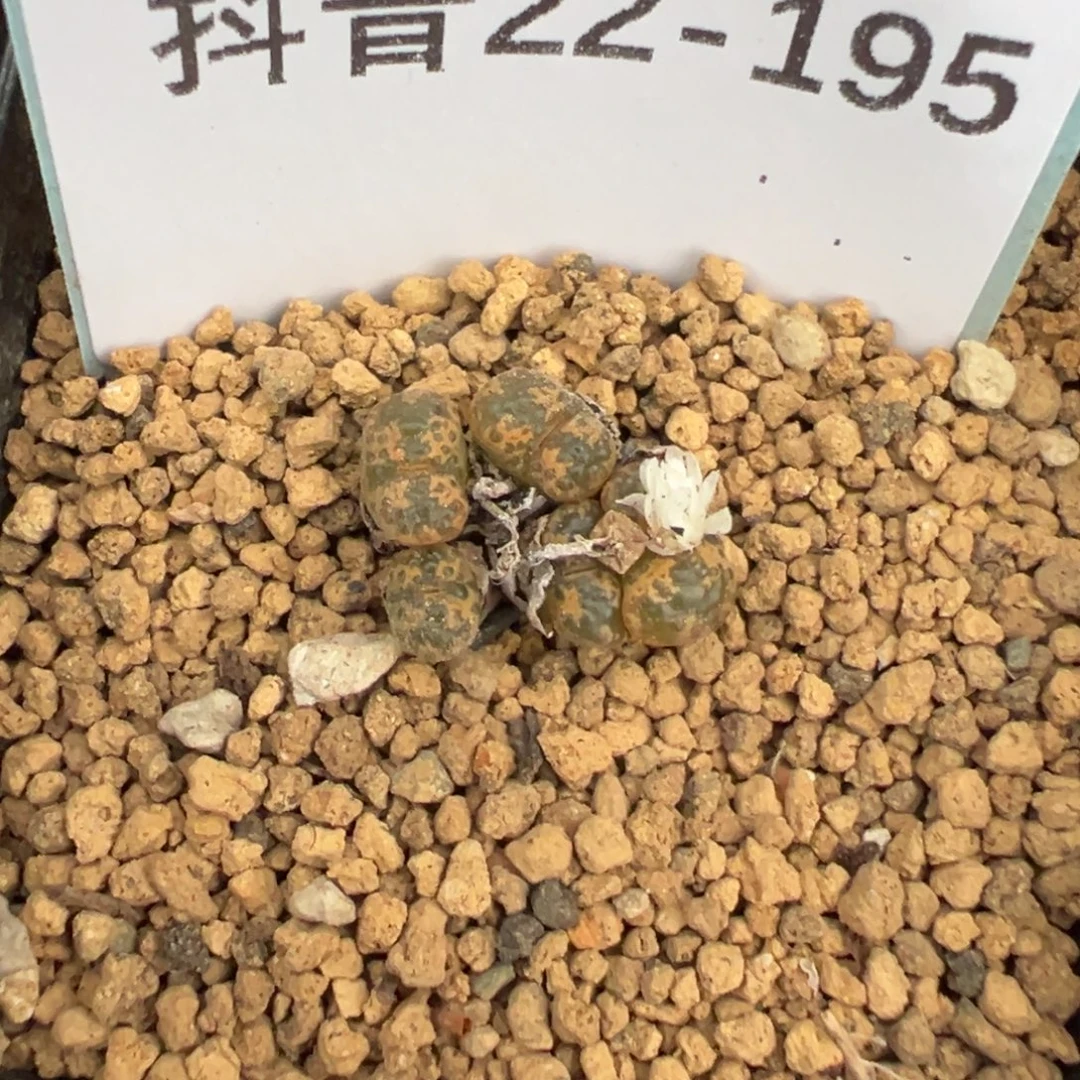 22-195肉锥多肉植物