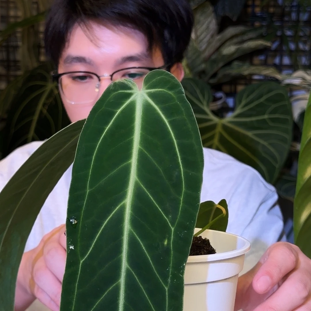 完全开放I114 火鹤后