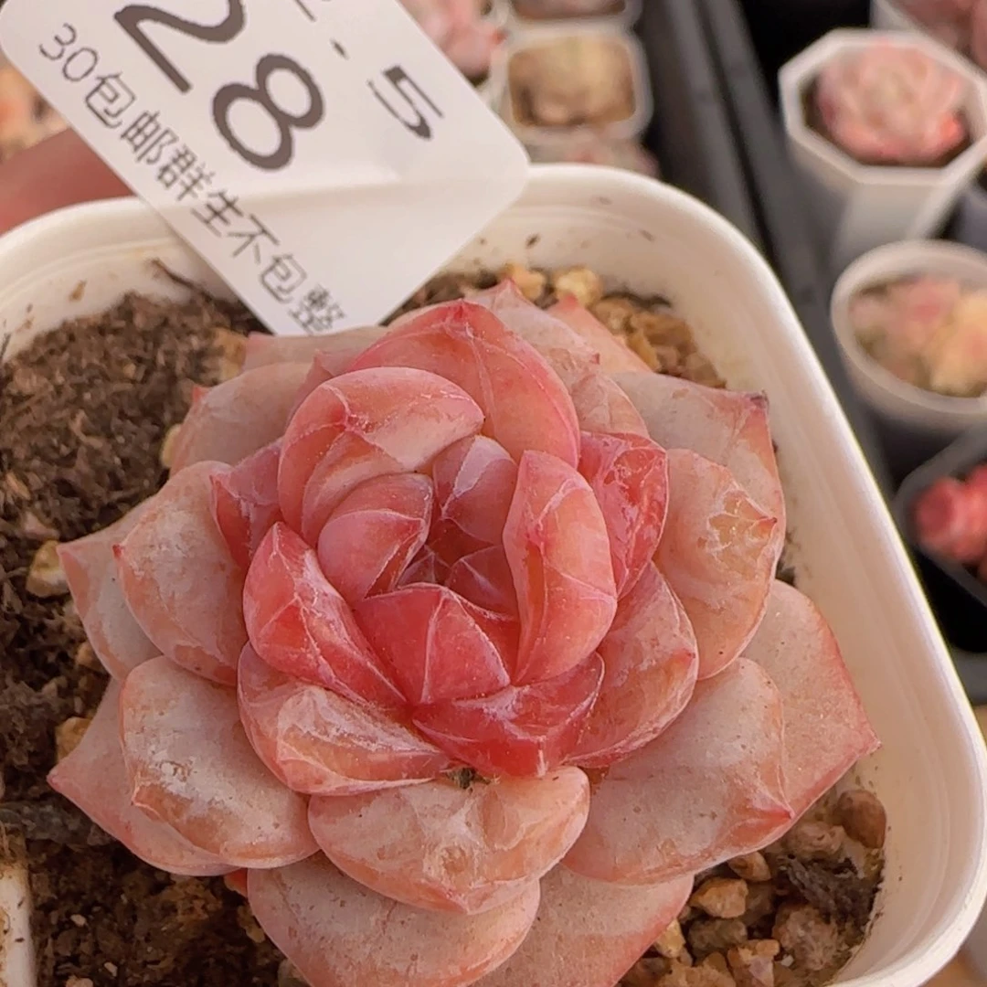 糖心一颗脱土发货