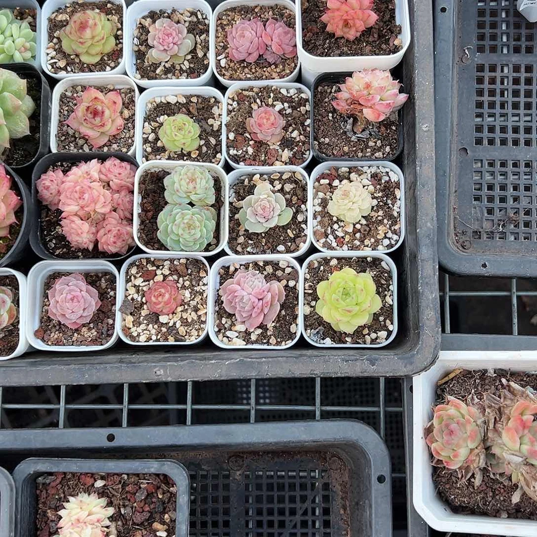 精品多肉十八包邮