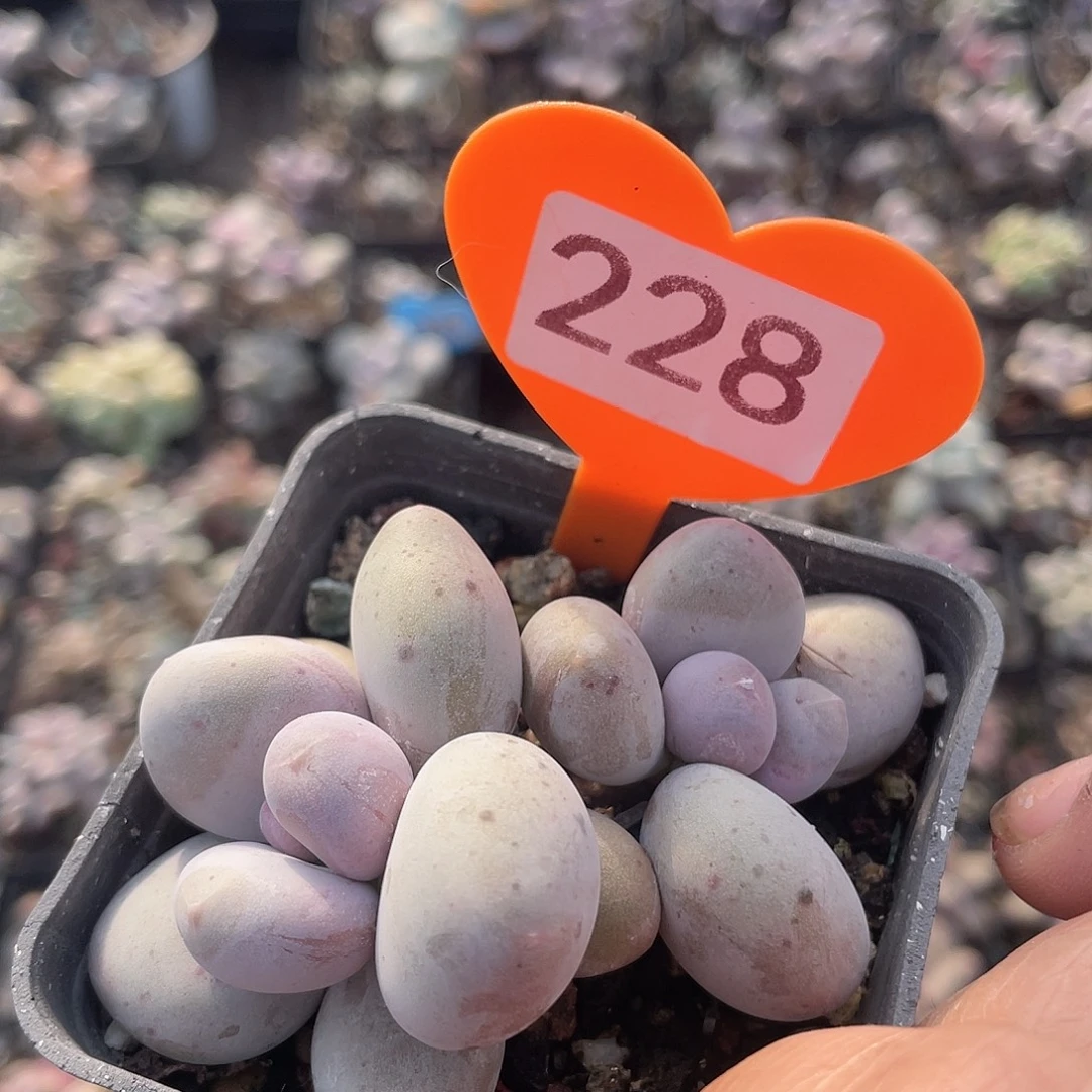 大叶奶酪 脱土发货 冠服7左右