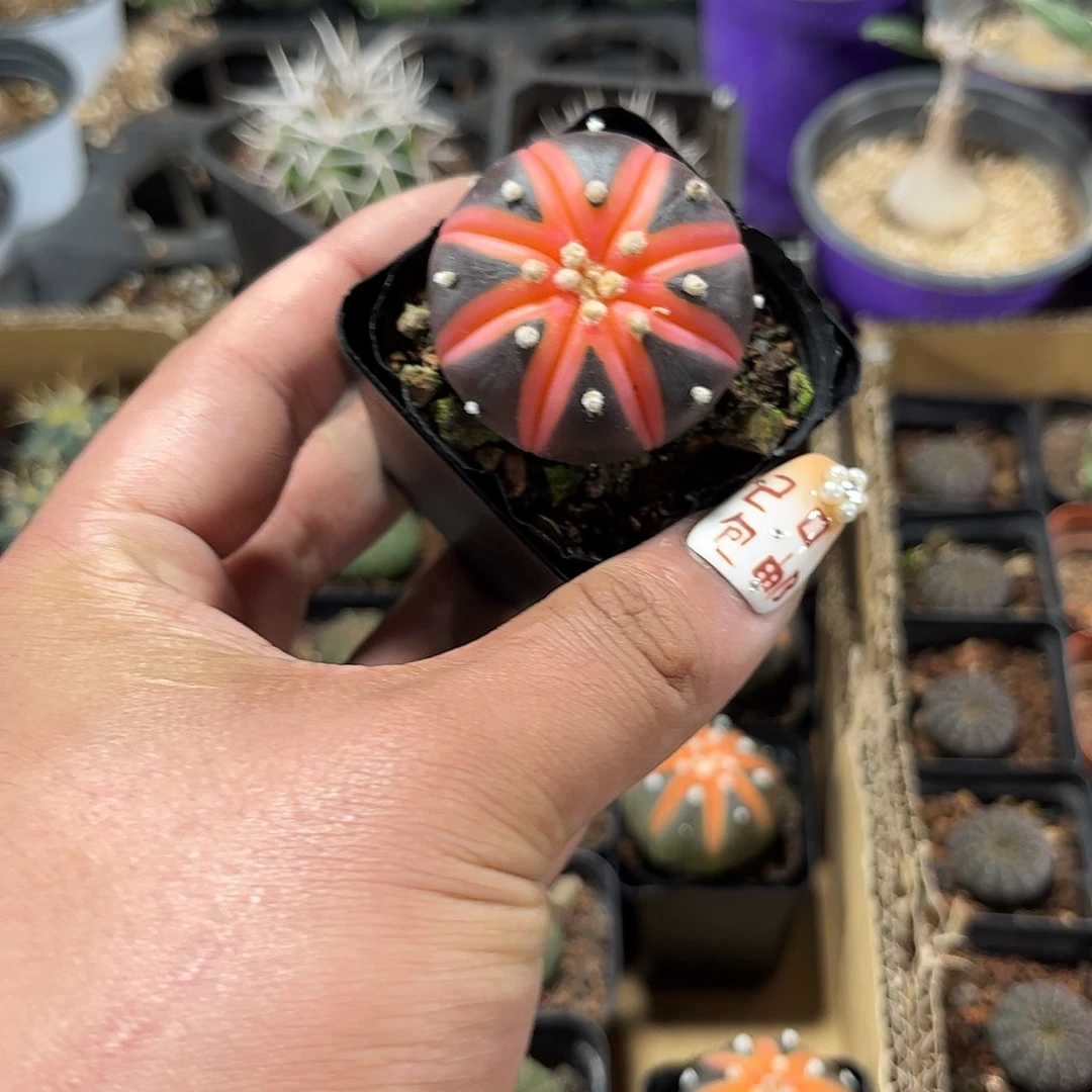 紫皮兜单头发货单头发