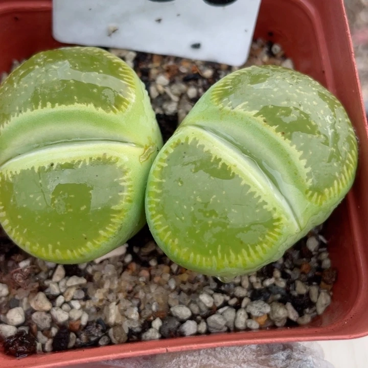 169绿光阳母本带盆