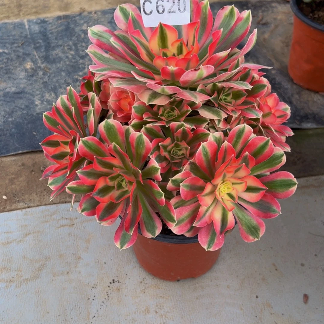 枊***红无花朵粉女巫法师620