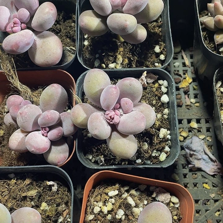 6.5方蛋黄奶带盆