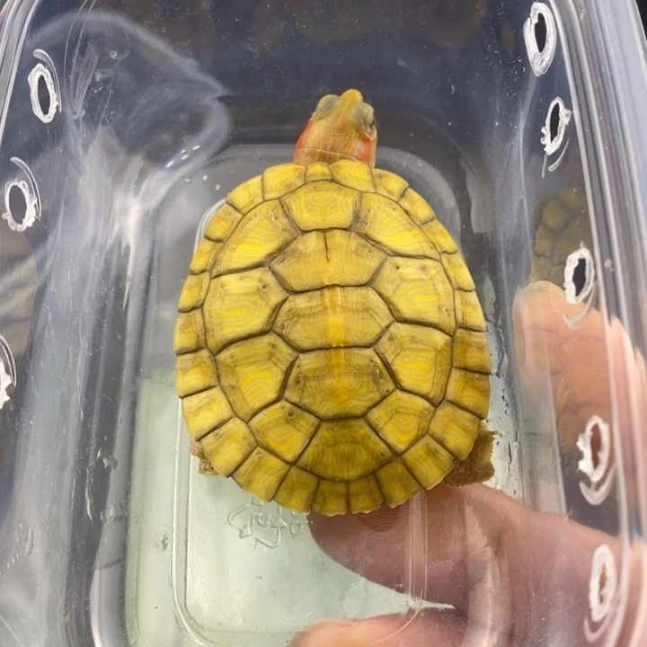 巴西彩龟母6666666