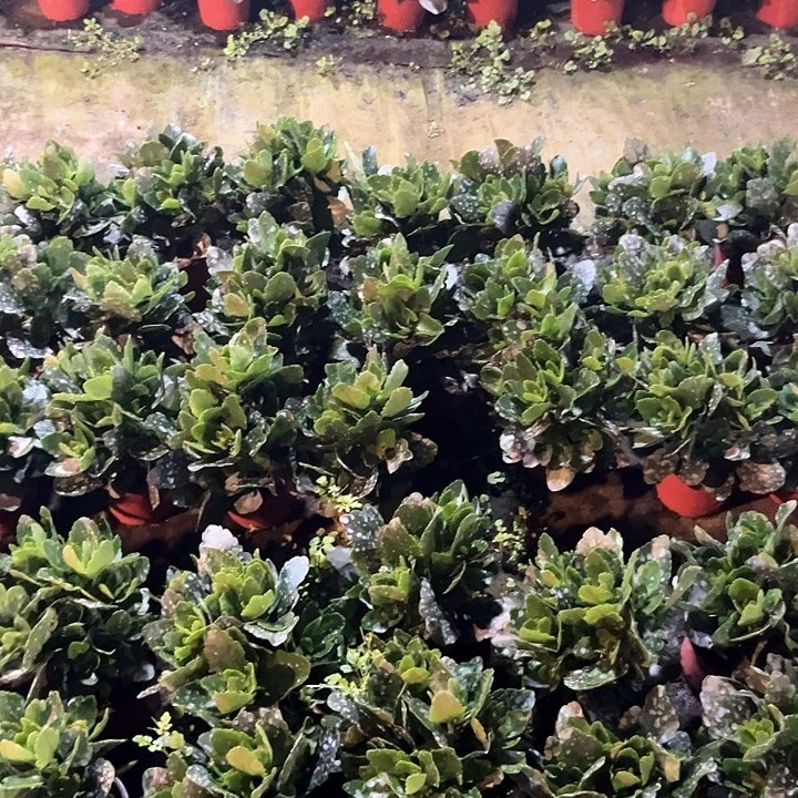 马德里 芙蓉王 丽娜 奶油玫瑰