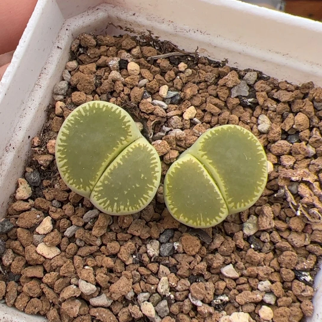 030号绿光阳 多肉植物