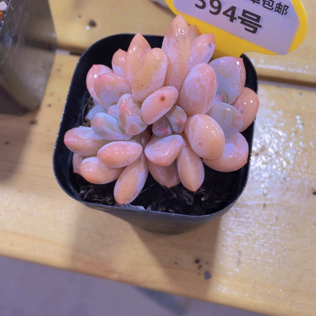 594号 龙头玛丽缀化