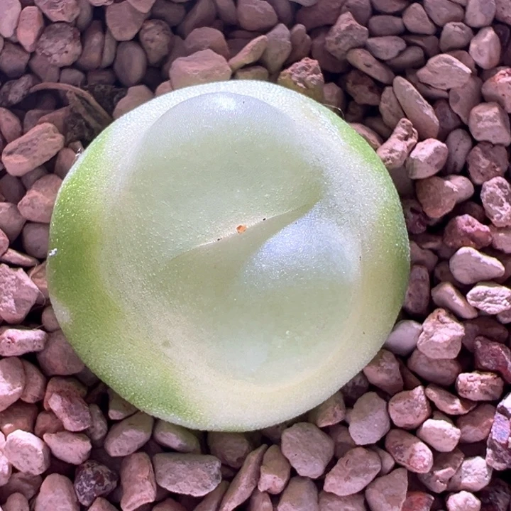 A582.  优选超好看啾啾窗四年1200拉登