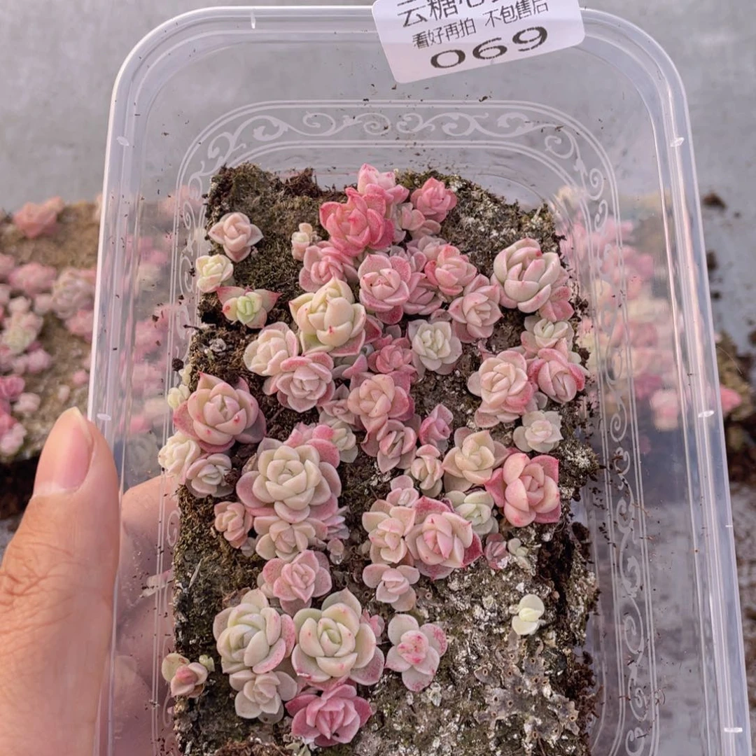 云糖心多肉植物69