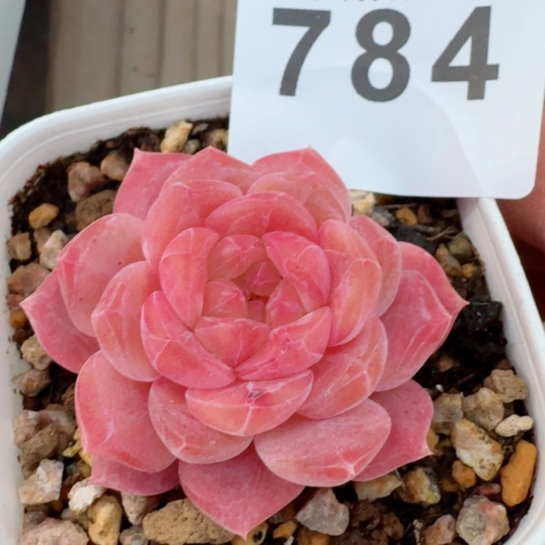 冰魄         精品多肉