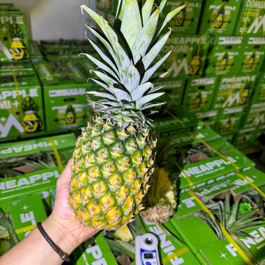 【恒泽优选】海南冬蜜凤梨（中大果）