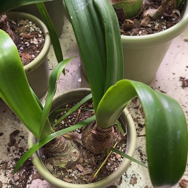 无花朵笑脸5+裸球发货