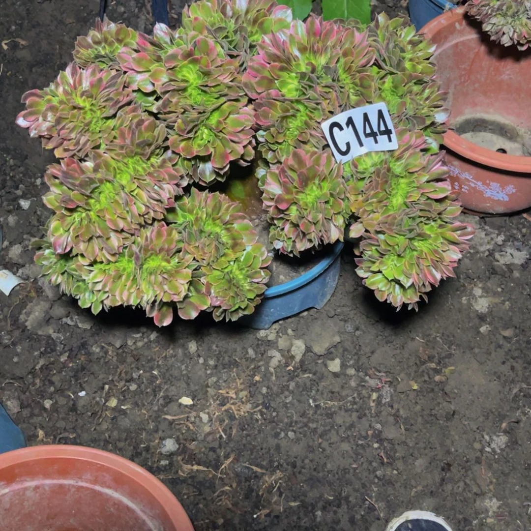 香妃法师26//////47包邮